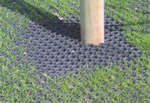 Safagrass